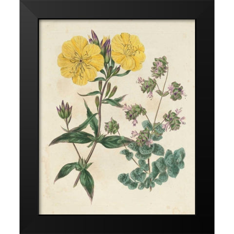 Garden Pairings III Black Modern Wood Framed Art Print by Edwards, Sydenham