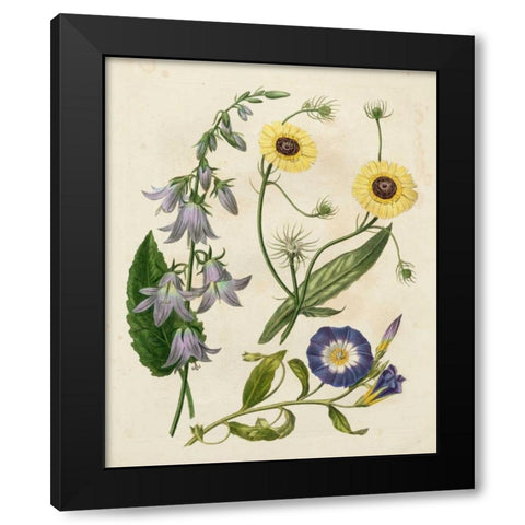 Garden Pairings V Black Modern Wood Framed Art Print with Double Matting by Edwards, Sydenham