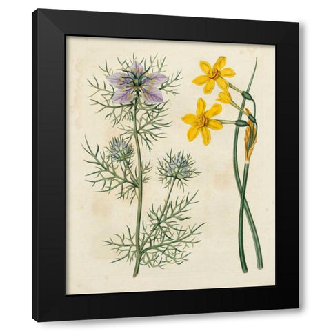 Garden Pairings VI Black Modern Wood Framed Art Print with Double Matting by Edwards, Sydenham