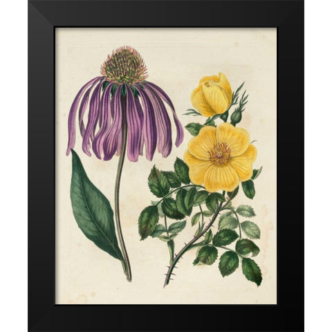 Garden Pairings VII Black Modern Wood Framed Art Print by Edwards, Sydenham