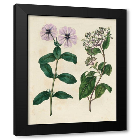 Garden Pairings VIII Black Modern Wood Framed Art Print with Double Matting by Edwards, Sydenham