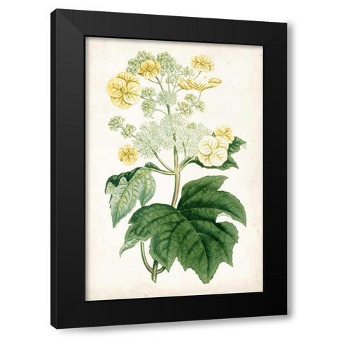 Floral Lace II Black Modern Wood Framed Art Print with Double Matting by Curtis