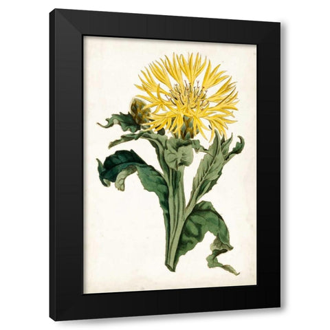 Floral Lace III Black Modern Wood Framed Art Print with Double Matting by Curtis