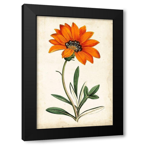 Tangerine Floral I Black Modern Wood Framed Art Print with Double Matting by Curtis