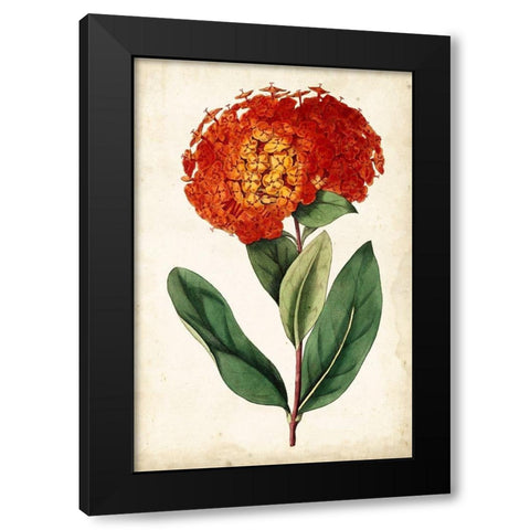 Tangerine Floral II Black Modern Wood Framed Art Print with Double Matting by Curtis