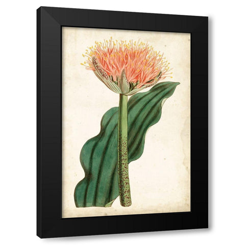 Tangerine Floral III Black Modern Wood Framed Art Print by Curtis