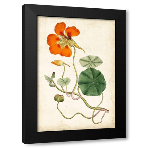 Tangerine Floral VI Black Modern Wood Framed Art Print with Double Matting by Curtis
