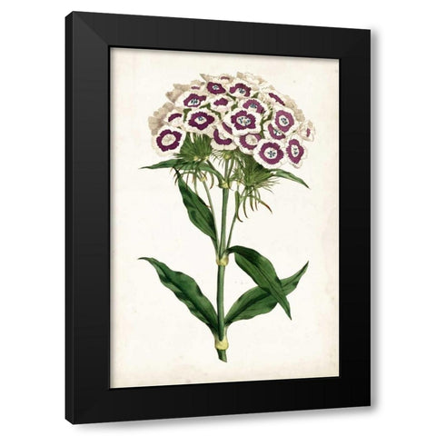 Lavender Florals II Black Modern Wood Framed Art Print with Double Matting by Curtis