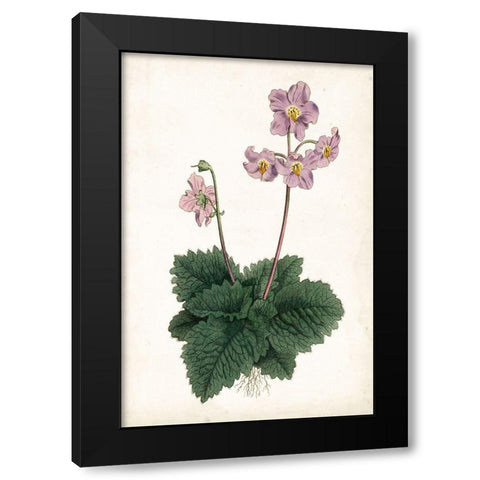 Lavender Florals V Black Modern Wood Framed Art Print by Curtis