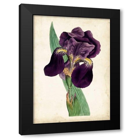 Curtis Iris I Black Modern Wood Framed Art Print by Curtis