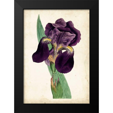 Curtis Iris I Black Modern Wood Framed Art Print by Curtis