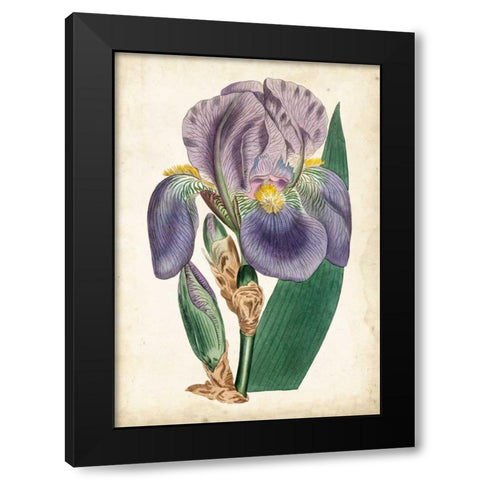 Curtis Iris II Black Modern Wood Framed Art Print by Curtis