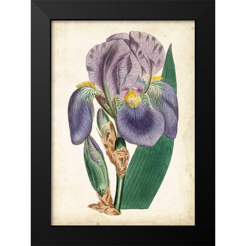 Curtis Iris II Black Modern Wood Framed Art Print by Curtis