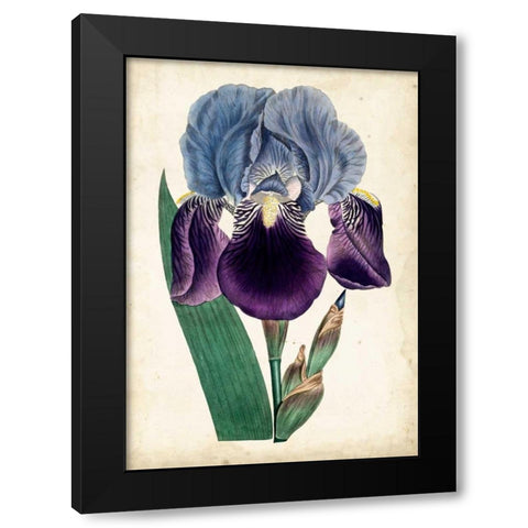 Curtis Iris III Black Modern Wood Framed Art Print by Curtis