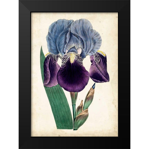 Curtis Iris III Black Modern Wood Framed Art Print by Curtis