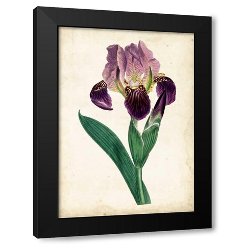 Curtis Iris IV Black Modern Wood Framed Art Print with Double Matting by Curtis