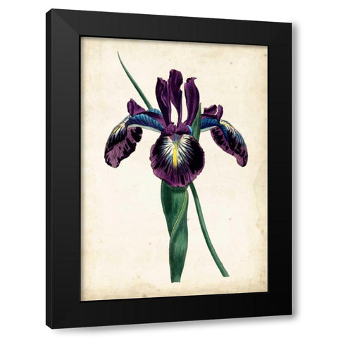 Curtis Iris V Black Modern Wood Framed Art Print by Curtis
