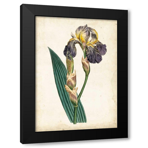 Curtis Iris VI Black Modern Wood Framed Art Print by Curtis