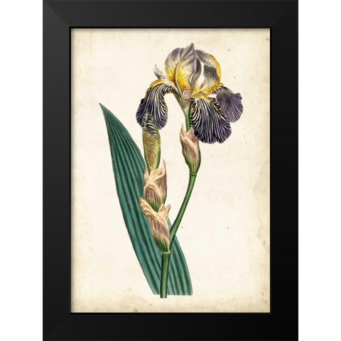 Curtis Iris VI Black Modern Wood Framed Art Print by Curtis