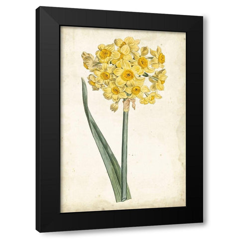 Curtis Narcissus I Black Modern Wood Framed Art Print by Curtis