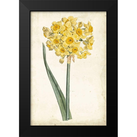 Curtis Narcissus I Black Modern Wood Framed Art Print by Curtis