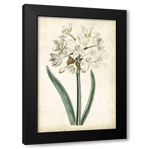 Curtis Narcissus II Black Modern Wood Framed Art Print with Double Matting by Curtis
