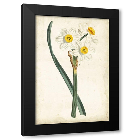 Curtis Narcissus III Black Modern Wood Framed Art Print by Curtis