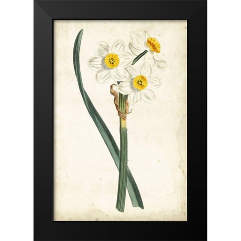 Curtis Narcissus III Black Modern Wood Framed Art Print by Curtis