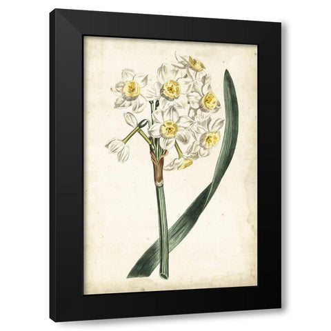 Curtis Narcissus IV Black Modern Wood Framed Art Print with Double Matting by Curtis