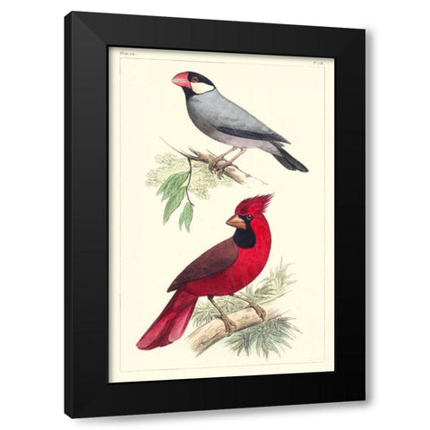 Lemaire Birds I Black Modern Wood Framed Art Print with Double Matting by Lemaire, C.L.