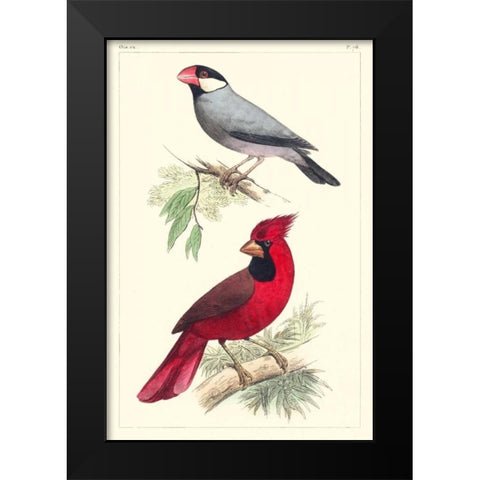 Lemaire Birds I Black Modern Wood Framed Art Print by Lemaire, C.L.