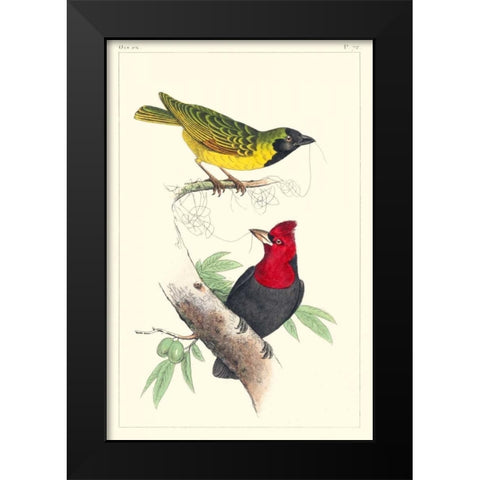 Lemaire Birds II Black Modern Wood Framed Art Print by Lemaire, C.L.