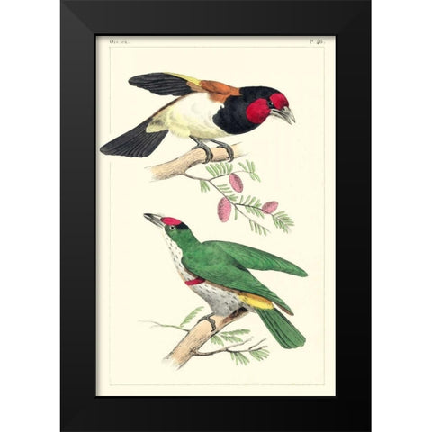 Lemaire Birds III Black Modern Wood Framed Art Print by Lemaire, C.L.