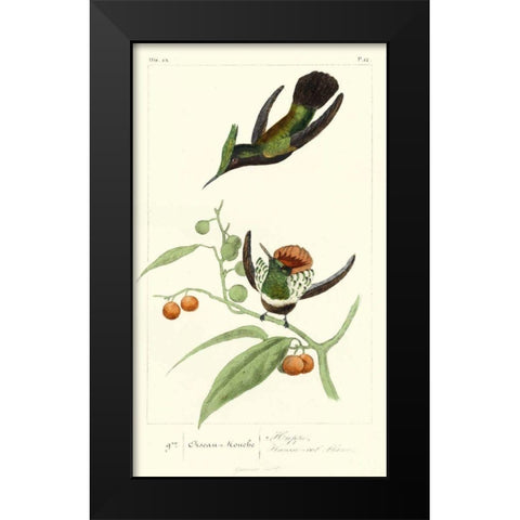 Lemaire Hummingbirds III Black Modern Wood Framed Art Print by Lemaire, C.L.