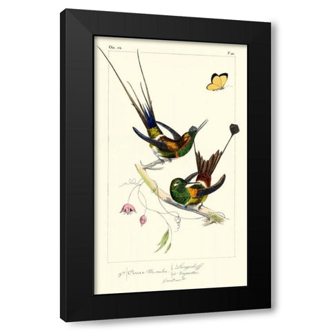 Lemaire Hummingbirds IV Black Modern Wood Framed Art Print with Double Matting by Lemaire, C.L.