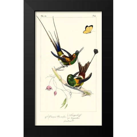 Lemaire Hummingbirds IV Black Modern Wood Framed Art Print by Lemaire, C.L.