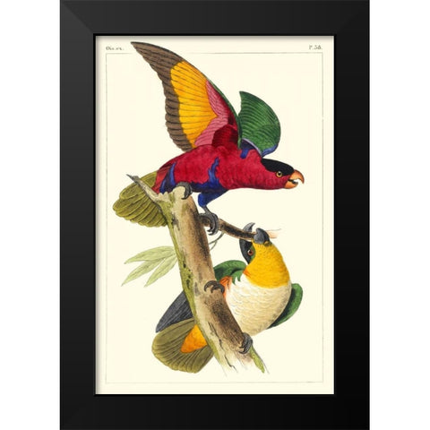 Lemaire Parrots I Black Modern Wood Framed Art Print by Lemaire, C.L.