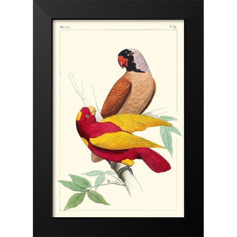 Lemaire Parrots II Black Modern Wood Framed Art Print by Lemaire, C.L.