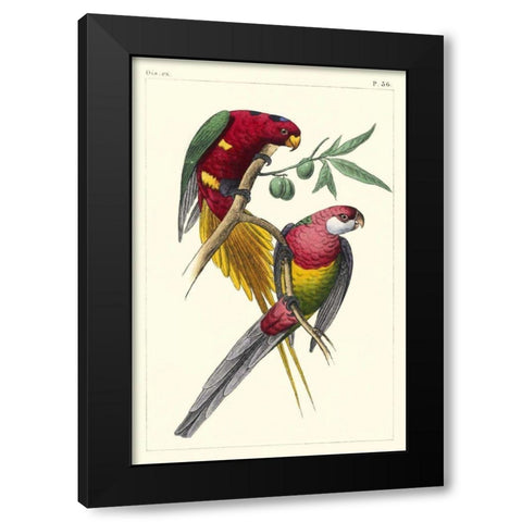 Lemaire Parrots III Black Modern Wood Framed Art Print with Double Matting by Lemaire, C.L.