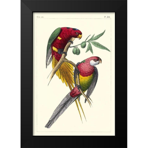 Lemaire Parrots III Black Modern Wood Framed Art Print by Lemaire, C.L.
