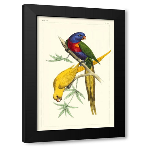 Lemaire Parrots IV Black Modern Wood Framed Art Print by Lemaire, C.L.