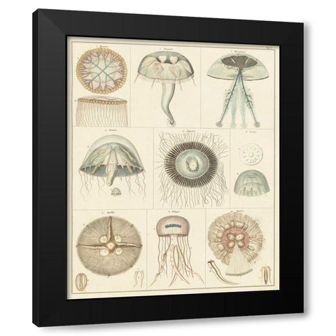 Jellyfish Display Black Modern Wood Framed Art Print with Double Matting by Oken