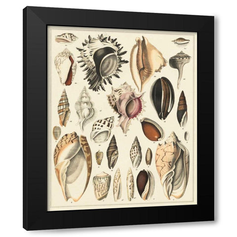 Seashell Display Black Modern Wood Framed Art Print by Oken