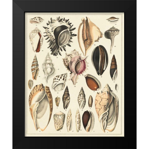 Seashell Display Black Modern Wood Framed Art Print by Oken