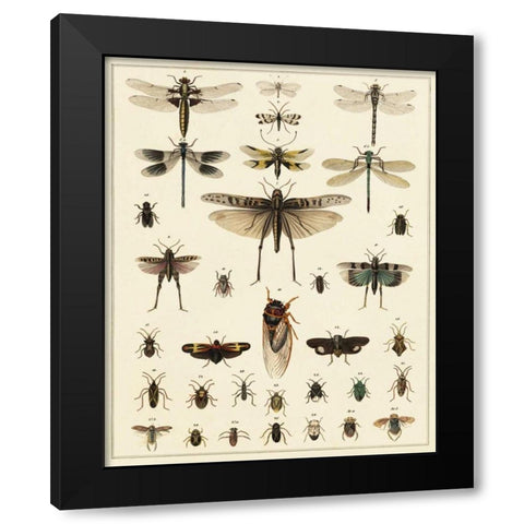 Dragonfly Display Black Modern Wood Framed Art Print with Double Matting by Oken