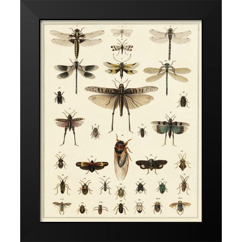Dragonfly Display Black Modern Wood Framed Art Print by Oken
