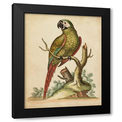 Paradise Parrots II Black Modern Wood Framed Art Print with Double Matting by Edwards, George