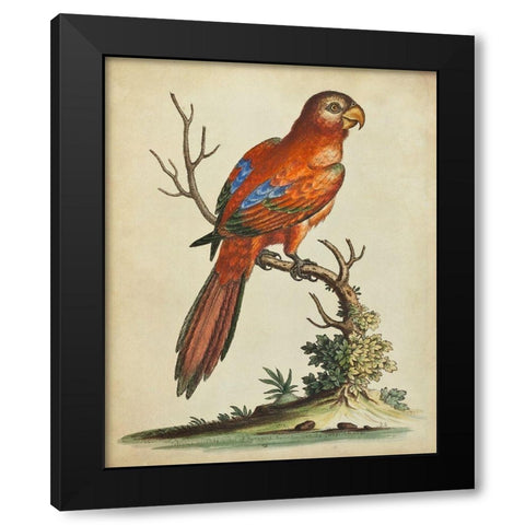 Paradise Parrots III Black Modern Wood Framed Art Print by Edwards, George