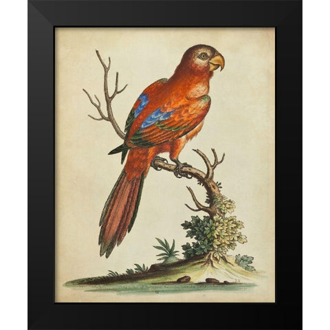 Paradise Parrots III Black Modern Wood Framed Art Print by Edwards, George