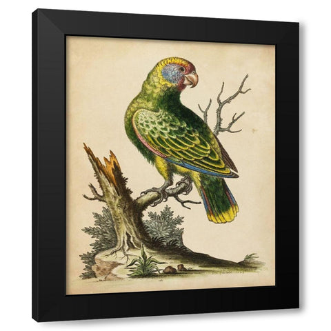 Paradise Parrots V Black Modern Wood Framed Art Print by Edwards, George